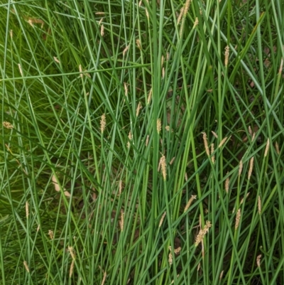 Eleocharis acuta (Common Spike-rush) at Hughes, ACT - 28 Dec 2020 by JackyF