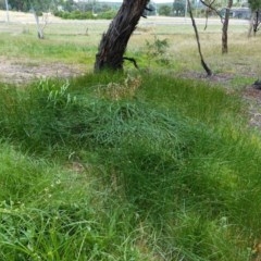 Eleocharis acuta at Hughes, ACT - 28 Dec 2020