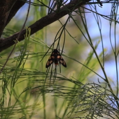 Amata (genus) (Handmaiden Moth) at Black Mountain - 28 Dec 2020 by Rixon