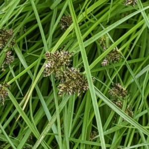 Cyperus sanguinolentus at Hughes, ACT - 28 Dec 2020 11:37 AM