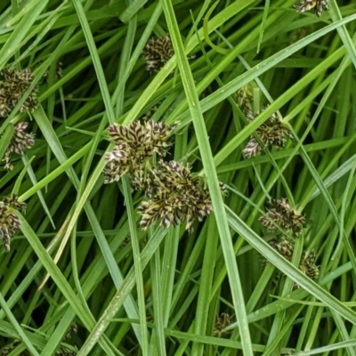 Cyperus sanguinolentus (A Sedge) at Hughes Grassy Woodland - 28 Dec 2020 by JackyF