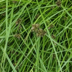 Cyperus sanguinolentus at Hughes, ACT - 28 Dec 2020 11:37 AM