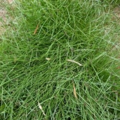 Cyperus sanguinolentus at Hughes, ACT - 28 Dec 2020