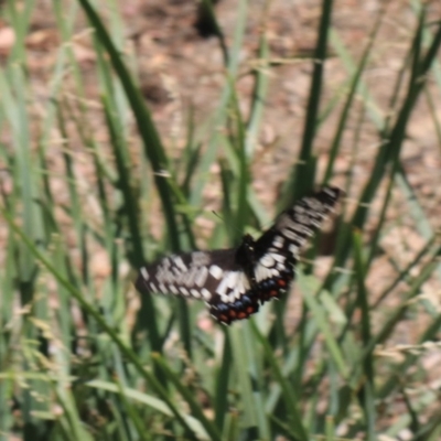 Papilio anactus (Dainty Swallowtail) at Point 4999 - 27 Dec 2020 by Rixon