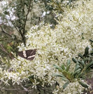 Bursaria spinosa subsp. lasiophylla at Hughes, ACT - 28 Dec 2020