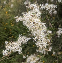 Bursaria spinosa subsp. lasiophylla at Hughes, ACT - 28 Dec 2020