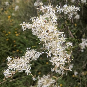 Bursaria spinosa subsp. lasiophylla at Hughes, ACT - 28 Dec 2020 11:40 AM