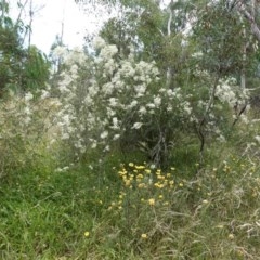 Bursaria spinosa subsp. lasiophylla at Hughes, ACT - 28 Dec 2020