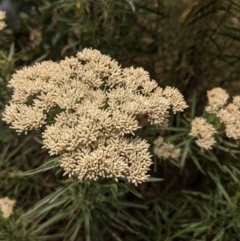 Cassinia longifolia (Shiny Cassinia, Cauliflower Bush) at Hughes Grassy Woodland - 28 Dec 2020 by JackyF