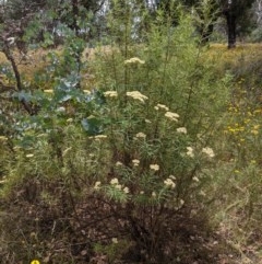 Cassinia longifolia at Hughes, ACT - 28 Dec 2020