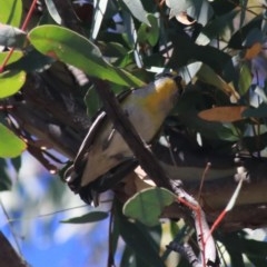 Pardalotus striatus (Striated Pardalote) at Black Mountain - 27 Dec 2020 by Rixon