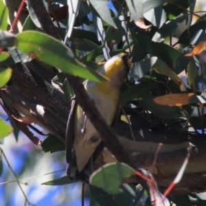 Pardalotus striatus at Downer, ACT - 28 Dec 2020