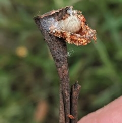 Mataeomera (genus) (A Scale Moth, Acontiinae) at Deakin, ACT - 28 Dec 2020 by JackyF