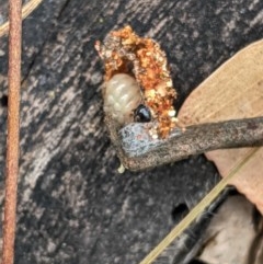 Mataeomera (genus) at Deakin, ACT - 28 Dec 2020