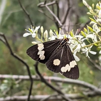 Nyctemera amicus (Senecio Moth, Magpie Moth, Cineraria Moth) at Hughes Grassy Woodland - 28 Dec 2020 by JackyF