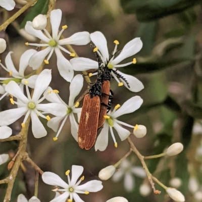 Porrostoma sp. (genus) (Lycid, Net-winged beetle) at Red Hill to Yarralumla Creek - 28 Dec 2020 by JackyF
