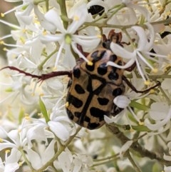 Neorrhina punctata (Spotted flower chafer) at Red Hill to Yarralumla Creek - 28 Dec 2020 by JackyF