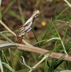 Lepidoptera unclassified ADULT moth (Unidentified - Moth) at Hughes, ACT - 28 Dec 2020 by JackyF