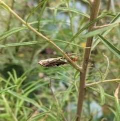 Lepidoptera unclassified ADULT moth at Hughes, ACT - 28 Dec 2020