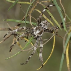 Backobourkia (genus) (An orb weaver) at Downer, ACT - 29 Dec 2020 by TimL