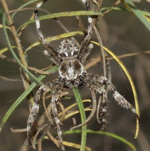 Backobourkia sp. (genus) at Downer, ACT - 29 Dec 2020