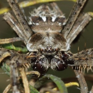 Backobourkia sp. (genus) at Downer, ACT - 29 Dec 2020