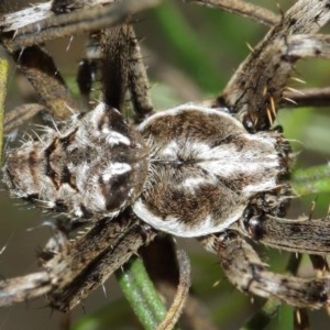 Backobourkia sp. (genus) at Downer, ACT - 29 Dec 2020