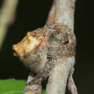 Dolophones sp. (genus) at Acton, ACT - suppressed