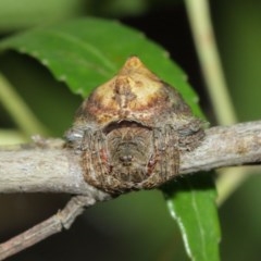 Dolophones sp. (genus) at Acton, ACT - suppressed