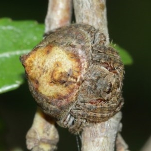 Dolophones sp. (genus) at Acton, ACT - 29 Dec 2020