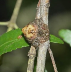 Dolophones sp. (genus) at Acton, ACT - 29 Dec 2020