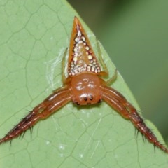 Arkys walckenaeri (Triangle spider) at Acton, ACT - 29 Dec 2020 by TimL