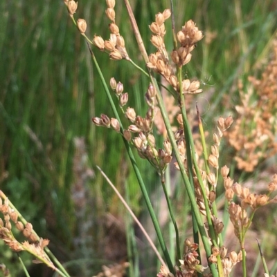 Juncus usitatus (Common Rush) at Majura, ACT - 29 Dec 2020 by JaneR