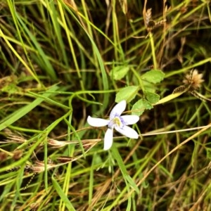 Isotoma fluviatilis subsp. australis at Googong, NSW - 29 Dec 2020