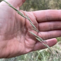 Festuca asperula (Graceful Fescue) at Googong, NSW - 29 Dec 2020 by Wandiyali