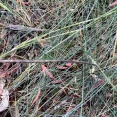 Festuca asperula at Googong, NSW - 30 Dec 2020