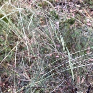 Festuca asperula at Googong, NSW - 30 Dec 2020