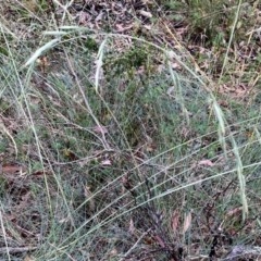 Festuca asperula at Googong, NSW - 30 Dec 2020