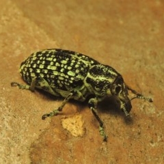 Chrysolopus spectabilis (Botany Bay Weevil) at Tharwa, ACT - 28 Dec 2020 by MichaelBedingfield