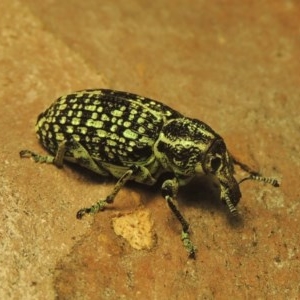 Chrysolopus spectabilis at Tharwa, ACT - 28 Dec 2020 09:30 PM