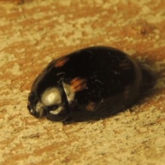 Paropsisterna octosignata (Eucalyptus leaf beetle) at Paddys River, ACT - 28 Dec 2020 by MichaelBedingfield