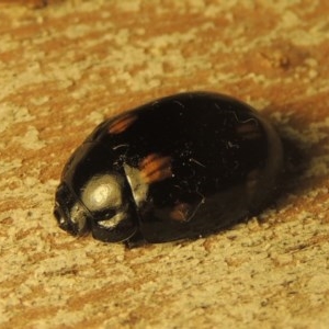 Paropsisterna octosignata at Paddys River, ACT - 28 Dec 2020