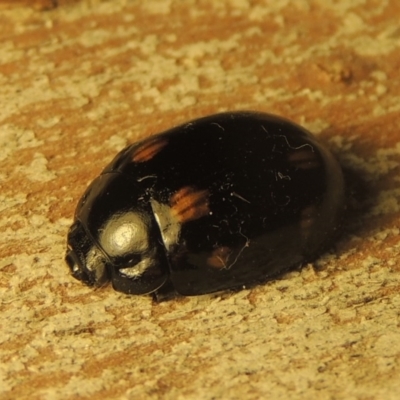 Paropsisterna octosignata (Eucalyptus leaf beetle) at Point Hut to Tharwa - 28 Dec 2020 by michaelb