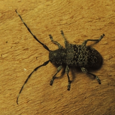 Ancita australis (Longicorn or longhorn beetle) at Point Hut to Tharwa - 28 Dec 2020 by michaelb