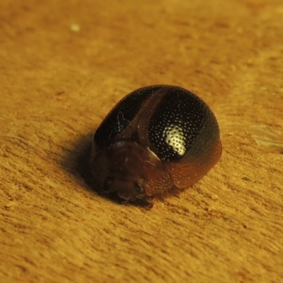 Dicranosterna immaculata (Acacia leaf beetle) at Point Hut to Tharwa - 28 Dec 2020 by michaelb