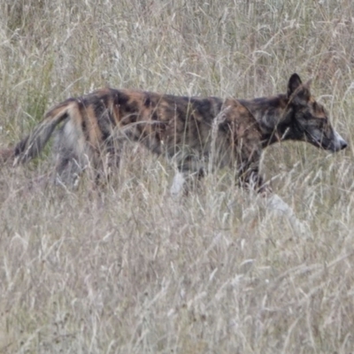 Canis lupus (Dingo / Wild Dog) at Paddys River, ACT - 29 Dec 2020 by WindyHen