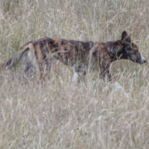Canis lupus at Paddys River, ACT - 29 Dec 2020
