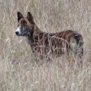 Canis lupus at Paddys River, ACT - 29 Dec 2020 05:41 PM