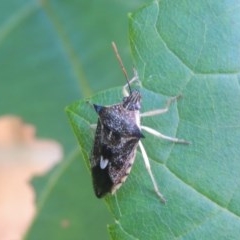 Oechalia schellenbergii (Spined Predatory Shield Bug) at Conder, ACT - 28 Dec 2020 by MichaelBedingfield