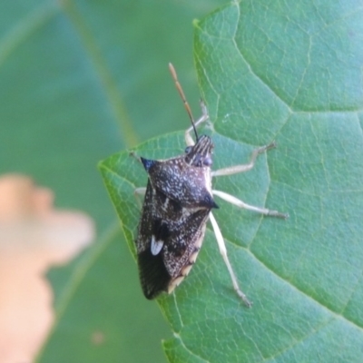 Oechalia schellenbergii (Spined Predatory Shield Bug) at Conder, ACT - 28 Dec 2020 by michaelb